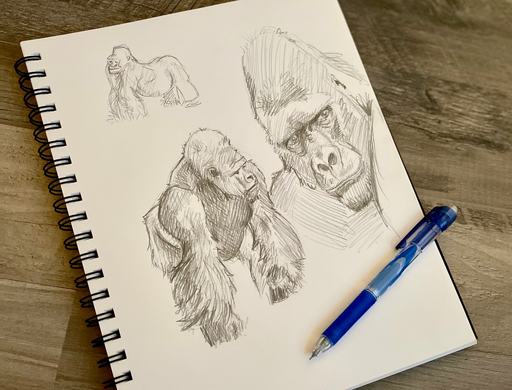 Gorilla sketch illustration.